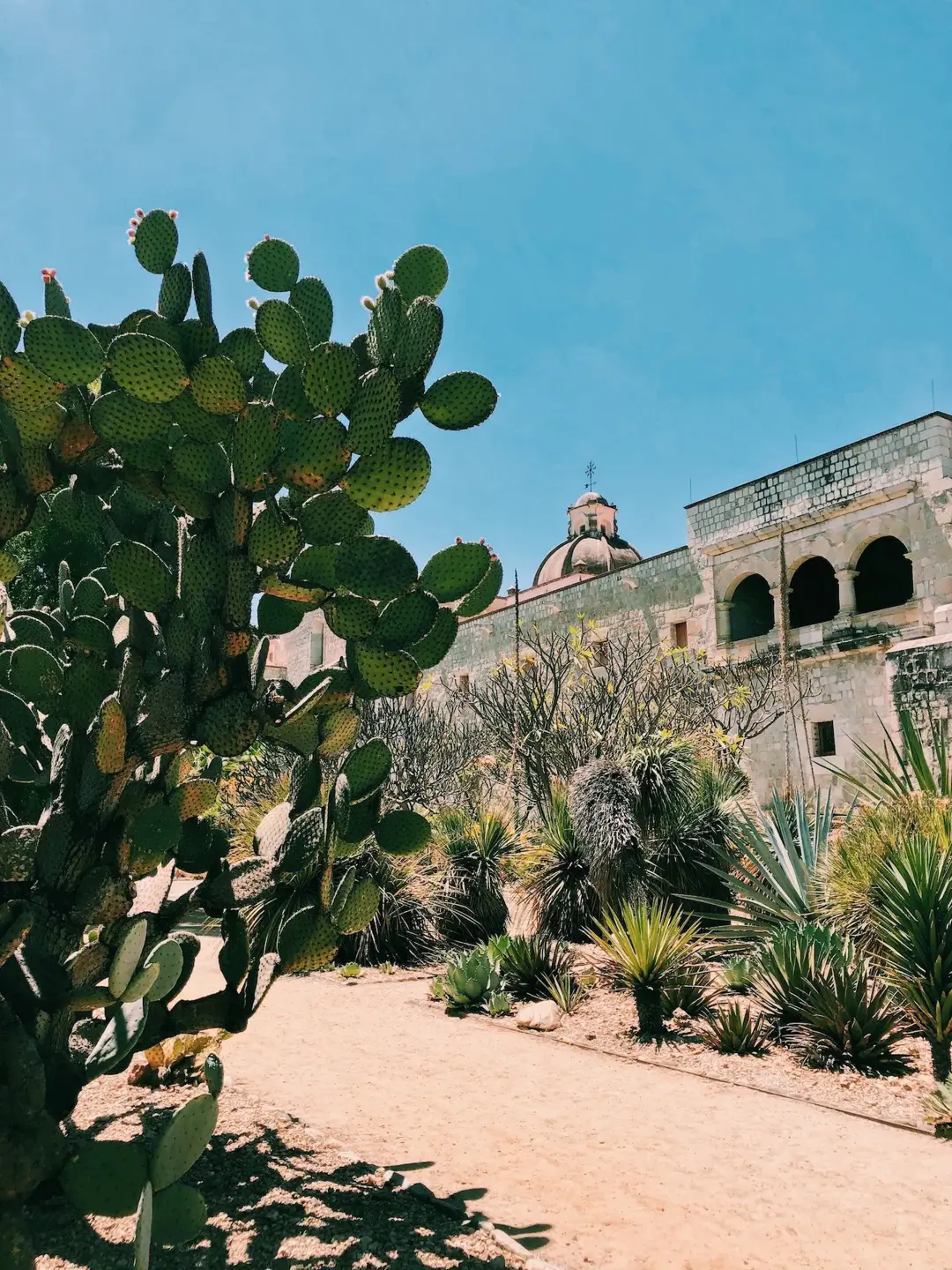 Jardín Etnobotánico de Oaxaca. Foto: Qué Onda Oaxaca Jardín Etnobotánico de Oaxaca. Foto: Qué Onda Oaxaca