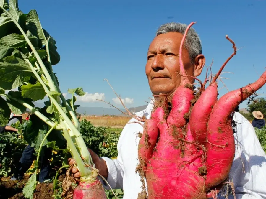 Farmer proudly poses with his radish grown for the Night of Radishes, Oaxaca. Photo: Qué Onda Oaxaca Farmer proudly poses with his radish grown for the Night of Radishes, Oaxaca. Photo: Qué Onda Oaxaca